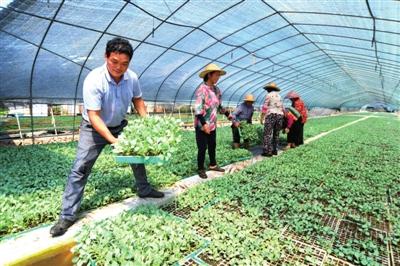 漂浮育苗助力蔬菜秋种