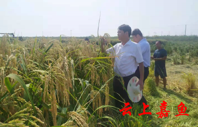 胡金云调研“巨型稻”生长情况时强调：加强宣传推广 提升知名度