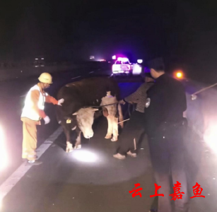 奶牛半夜出逃 民警高速“驯”牛