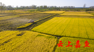 鱼岳镇：有机稻喜获丰收