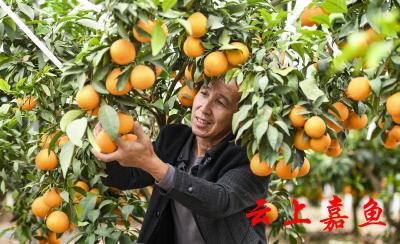 嘉鱼七彩农场“红美人”喜丰收