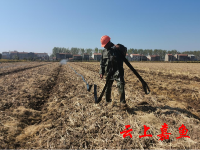 簰洲湾镇庄屋岭村千亩油菜示范基地抗旱管护忙