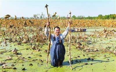 嘉鱼野藕喜丰收