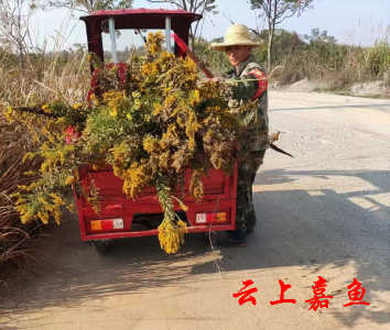 渡普镇：清理“一枝黄花” 守护美丽家园