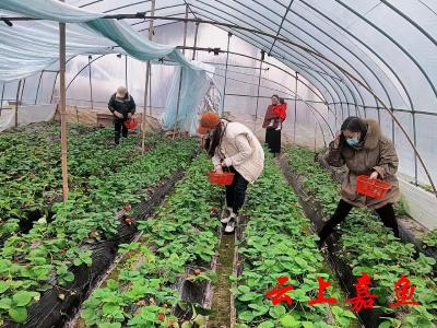 【新春走基层】春节假期：新街镇草莓采摘游倍受欢迎