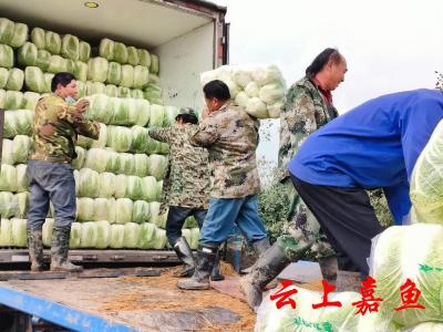 【新春走基层】新街镇包菜采摘忙 力保市场供应