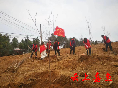 【文明嘉鱼】高铁岭镇石泉村：植树增绿共建美好家园