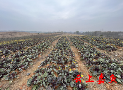 【新春走基层】高铁岭镇九龙村：种优质红菜苔 乡村产业兴起来