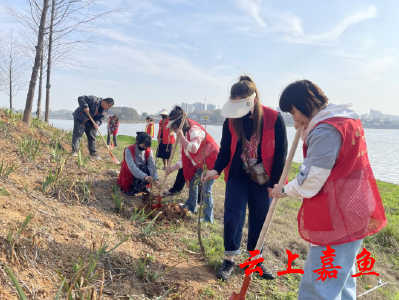 【文明嘉鱼】鱼岳镇梁家山社区：植树植绿美化环境