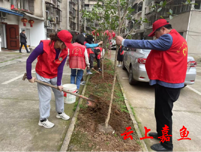 【文明嘉鱼】鱼岳镇樱花社区：义务植树 “共同缔造”美好家园