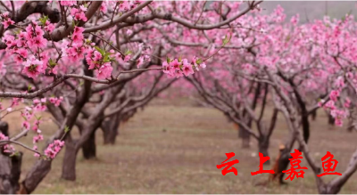 踏春赏花康丰源桃花次第盛开