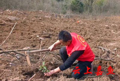 高铁岭镇杨山村：春耕油茶种植忙 乡村振兴好“钱景”