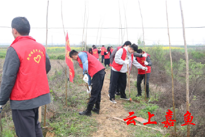 【文明嘉鱼】“助力乡村振兴共建绿色新家园”新街镇开展义务植树活动