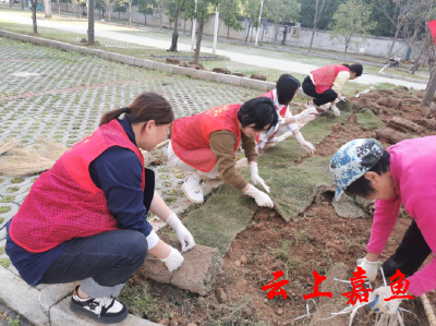 【文明嘉鱼】南街社区开展“爱绿护绿 健康呼吸”草坪铺植活动