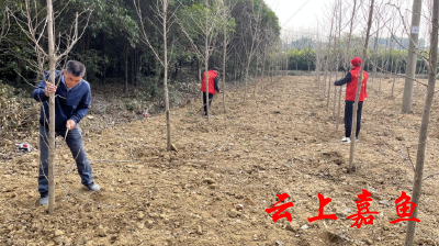 【文明嘉鱼】县林业局：志愿植树造林 弘扬雷锋精神