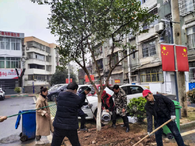 【文明嘉鱼】鱼岳镇北街社区：心往一处想 移栽共建树