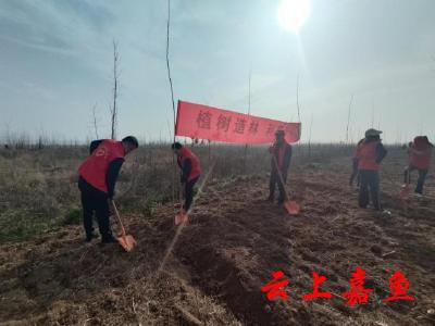 簰洲湾镇组织开展义务植树活动