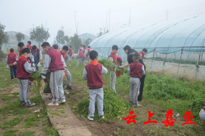 嘉鱼县实验小学：劳动实践采摘忙