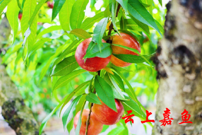 新街镇：油桃枇杷齐结果 挂满枝头采摘忙