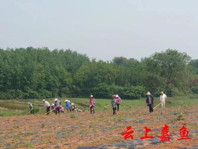 官桥镇朱砂村：不负夏日好时光茶树除草养护忙