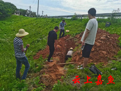 高铁岭镇扎实开展白蚁防治工作