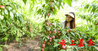 嘉多宝生态果蔬佳果满园惹人爱