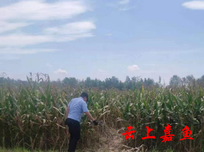 私装电网防野猪 嘉鱼一村民被处罚