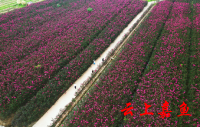 嘉鱼：紫薇花开美如画卷