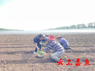 嘉鱼甘蓝接上“科技”天线