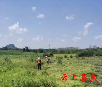 高铁岭镇临江村：油茶基地除草除杂进行时