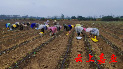 新街镇：白菜抢栽忙