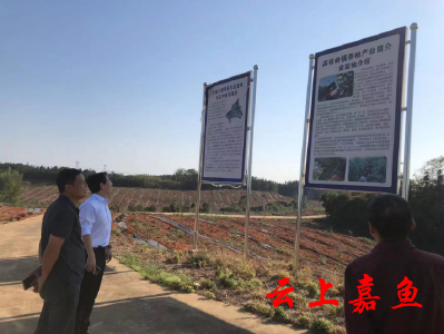 高铁岭镇八斗角村：香柚种出致富果