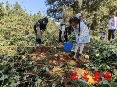 高铁岭镇九龙村：助销农产品 情暖红薯地