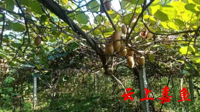 官桥镇白湖寺村：特色水果种植助力乡村振兴