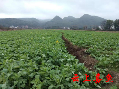 高铁岭镇西海村：守住粮食安全底线助力乡村振兴