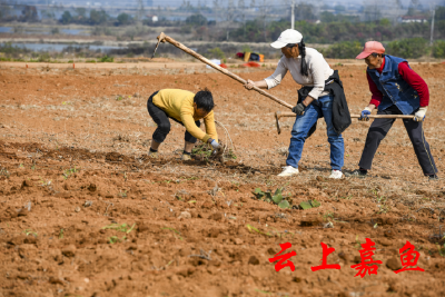 官桥镇：2000亩荒山种上黄花菜