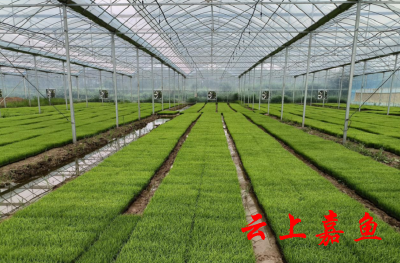 嘉鱼：工厂化育秧助力水稻稳产增收