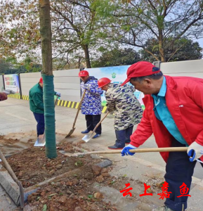 县园林局：清理街道枯死树木消除出行安全隐患