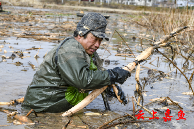 嘉鱼陆溪：冬日冰湖挖藕不停