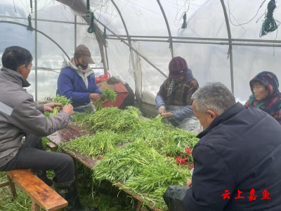 保障农业生产安全  县农业农村局全力应对低温雨雪冰冻天气