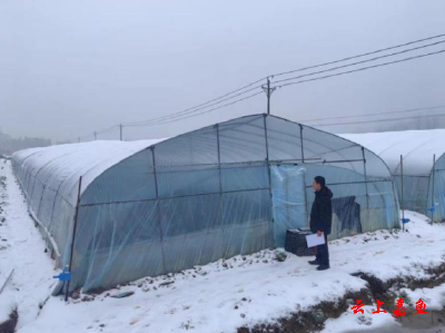 【防范应对新一轮低温雨雪冰冻天气】官桥镇：为农业设施保驾护航