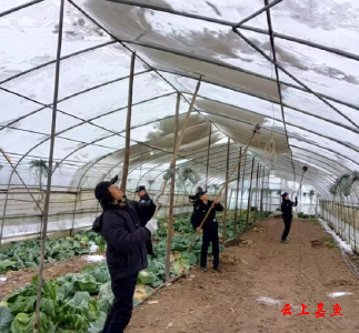【防范应对新一轮低温雨雪冰冻天气】陆溪镇：清除积雪护大棚 齐心协力保生产