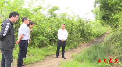 县领导带队调研古树保护和油茶产业发展工作