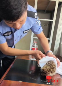 小刺猬“迷路”警民合力救助放归自然
