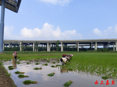 新街镇：抢抓农时插秧忙 田间地头披“绿装”