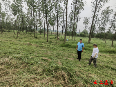 高铁岭镇九龙村：专项除杂为堤防“美容”