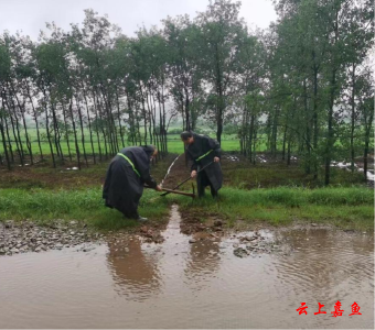 高铁岭镇：开沟引流除积水 齐心共护安全堤