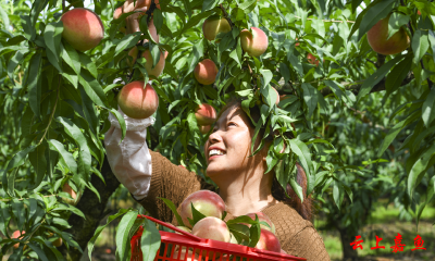 嘉多宝苹果桃喜获丰收