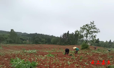 高铁岭镇：发展红薯种植 开辟“甜蜜”致富路