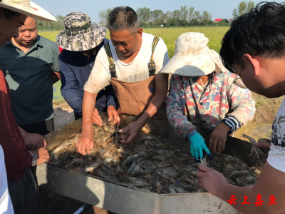 咸宁嘉鱼：罗氏沼虾抢“鲜”上市